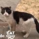 Los vecinos de esta chica abandonaron a su gato y ella decidió rescatarlo I Cat Crazy | El Dodo