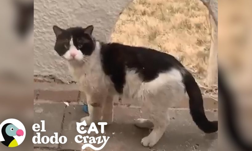 Los vecinos de esta chica abandonaron a su gato y ella decidió rescatarlo I Cat Crazy | El Dodo