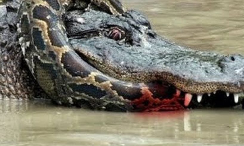 MORTAL FIGHTS - ANACONDA VS CROCODİLE