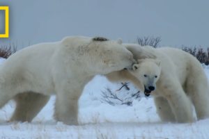 Male Polar Bear Fight Club - Ep. 2 | Wildlife: The Big Freeze