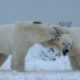 Male Polar Bear Fight Club - Ep. 2 | Wildlife: The Big Freeze