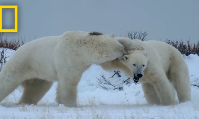Male Polar Bear Fight Club - Ep. 2 | Wildlife: The Big Freeze