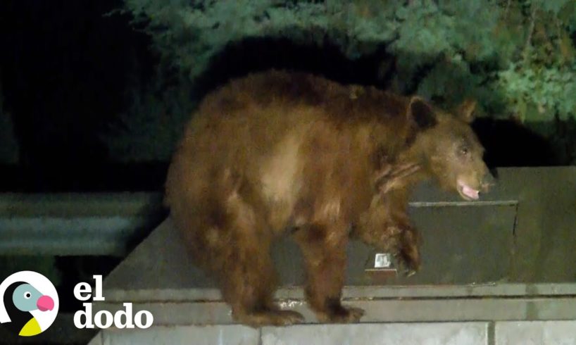 Mamá osa rescata a su bebé del basurero | El Dodo