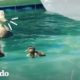 Mamá pata decide criar a sus patitos en una piscina | El Dodo