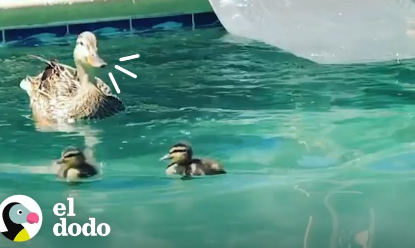 Mamá pata decide criar a sus patitos en una piscina | El Dodo