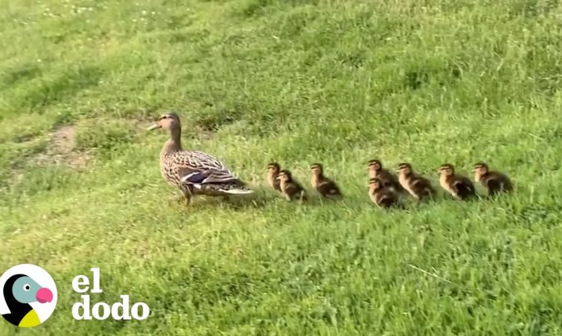 Mamá pato espera pacientemente que estos vecinos rescaten a sus bebés I El Dodo