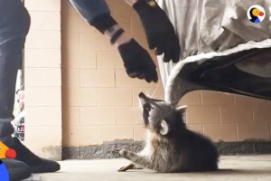 Man Rescues Raccoon Choking From Car Tarp | The Dodo
