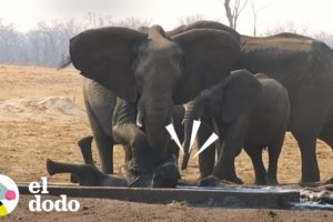 Manada de elefantes mantiene a leones lejos de su bebé | El Dodo