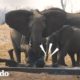 Manada de elefantes mantiene a leones lejos de su bebé | El Dodo