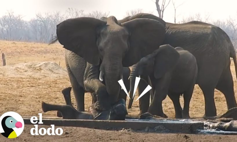Manada de elefantes mantiene a leones lejos de su bebé | El Dodo