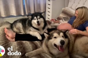 Mascotas reaccionan al conocer a su hermanita nueva | El Dodo