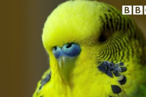 Meet Disco the incredible talking budgie | Pets - Wild at Heart - BBC