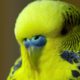 Meet Disco the incredible talking budgie | Pets - Wild at Heart - BBC