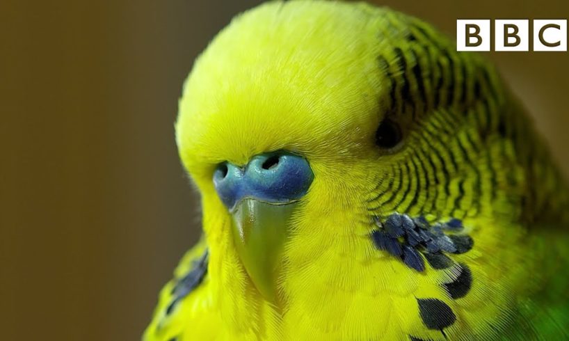 Meet Disco the incredible talking budgie | Pets - Wild at Heart - BBC