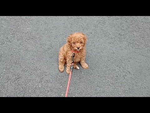 Meet cutest puppy Sky our new family member mini goldendoodle puppy, pickup and 1st n 2nd day.