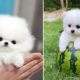 Mini Pomeranian ? Funny and Cute Pomeranian Videos | Funny Puppy Videos 2020