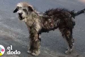Mira a esta perrita callejera transformarse en la cachorrita más hermosa | El Dodo
