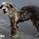 Mira a esta perrita callejera transformarse en la cachorrita más hermosa | El Dodo