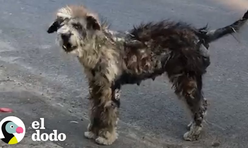 Mira a esta perrita callejera transformarse en la cachorrita más hermosa | El Dodo