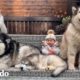 Mira cuando este cachorrito conoce a su nueva familia | El Dodo