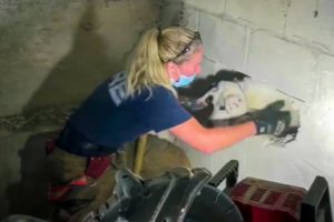 Missing Dog Rescued From Inside Concrete Wall After 5 Days