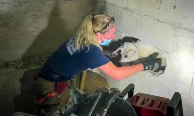 Missing Dog Rescued From Inside Concrete Wall After 5 Days