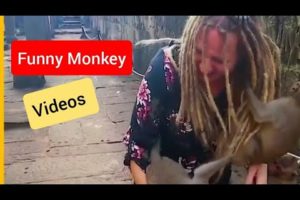 Monkey Funny Videos ! Monkey Teasing videos ! Naughty Monkies ! Wild Animals Playing