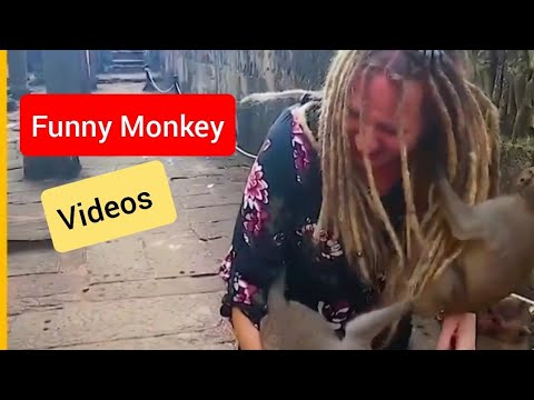 Monkey Funny Videos ! Monkey Teasing videos ! Naughty Monkies ! Wild Animals Playing