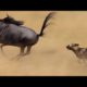 Most Amazing Moments Of Wild Animal Fights! Wild Discovery Animals/Amazing animals Part-14 #Shorts