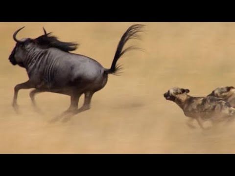 Most Amazing Moments Of Wild Animal Fights! Wild Discovery Animals/Amazing animals Part-14 #Shorts