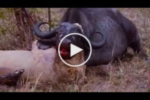 Most Amazing Wild Animal Attacks Lion vs Buffalo   Big Battle Animals Fight   When Prey Fights Back