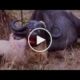 Most Amazing Wild Animal Attacks Lion vs Buffalo   Big Battle Animals Fight   When Prey Fights Back