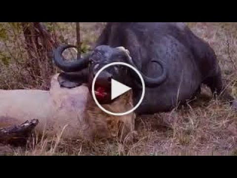 Most Amazing Wild Animal Attacks Lion vs Buffalo   Big Battle Animals Fight   When Prey Fights Back