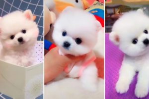 Most Famous Pomeranian TikTok Compilation 2021