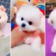 Most Famous Pomeranian TikTok Compilation 2021