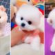 Most Famous Pomeranian TikTok Compilation 2021