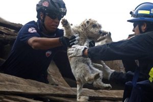 Most touching animal rescues  ??? Thanks the unsung Heroes