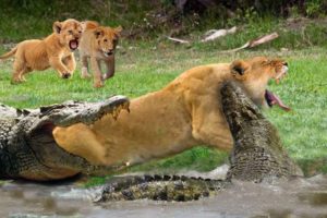 Mother Lion sacrifices himself to Save 2 Lion Cub across river - Crocodile is King River, Lion Lose