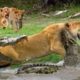 Mother Lion sacrifices himself to Save 2 Lion Cub across river - Crocodile is King River, Lion Lose