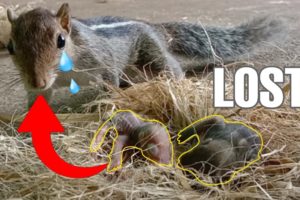 Mother Squirrel Rescues her Babies || Animal Rescue || Baby squirrels fell down from rooftop