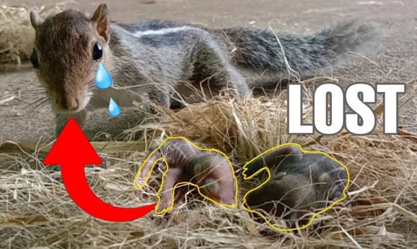 Mother Squirrel Rescues her Babies || Animal Rescue || Baby squirrels fell down from rooftop