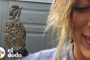 Mujer rescata un pájaro herido y se convierten en mejores amigos | El Dodo