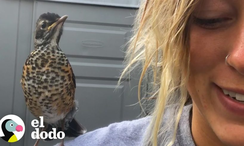 Mujer rescata un pájaro herido y se convierten en mejores amigos | El Dodo