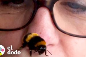 Mujer se convierte en mejor amiga de una abeja que rescató | El Dodo