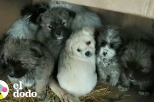 Mujeres rescatan a cientos de cachorros durante la cuarentena | El Dodo