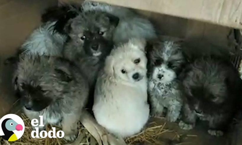 Mujeres rescatan a cientos de cachorros durante la cuarentena | El Dodo