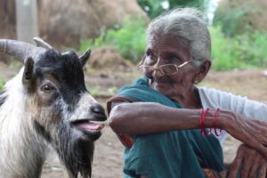 Mutton Biryani | Bakrid Special Mutton Biryani by Grandma |Country foods