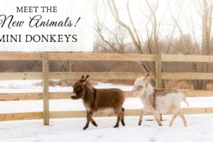 NEW FARM ANIMALS: Miniature Donkeys and a Haflinger