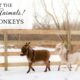 NEW FARM ANIMALS: Miniature Donkeys and a Haflinger