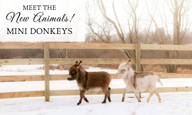 NEW FARM ANIMALS: Miniature Donkeys and a Haflinger